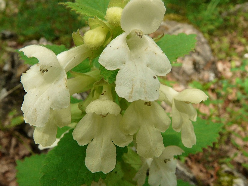 Melittis melissophyllum L.